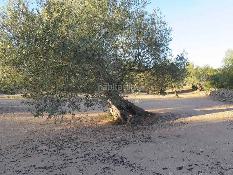 Foto 0dad661b-71f6-4b9c-8a81-5949d22fc7ec. Terreny residencial a Xerta Foto 0dad661b-71f6-4b9c-8a81-5949d22fc7ec. Terreny residencial a Xerta