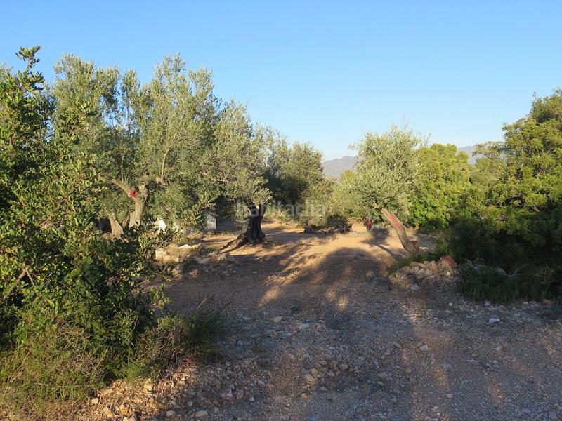 Foto 5e17f2b2-31d4-47a2-9982-d8190f886096. Terreny residencial a Xerta Foto 5e17f2b2-31d4-47a2-9982-d8190f886096. Terreny residencial a Xerta
