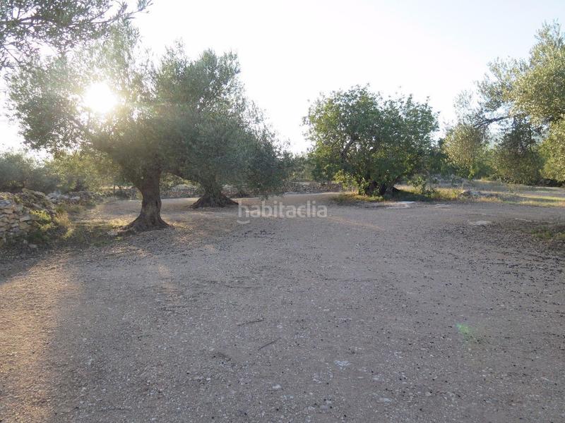 Foto 7a9cbd85-77bb-4af8-9be8-995248a708b7. Terreny residencial a Xerta Foto 7a9cbd85-77bb-4af8-9be8-995248a708b7. Terreny residencial a Xerta
