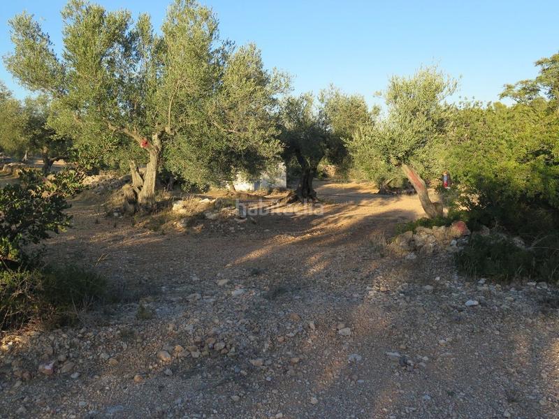 Foto 8092f403-9fa0-450b-b87c-04bbba8035dd. Terreny residencial a Xerta Foto 8092f403-9fa0-450b-b87c-04bbba8035dd. Terreny residencial a Xerta