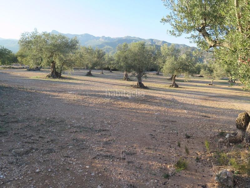 Foto aacd3d9f-cc46-4cdd-b1e1-2fcafc18f7bb. Terreny residencial a Xerta Foto aacd3d9f-cc46-4cdd-b1e1-2fcafc18f7bb. Terreny residencial a Xerta