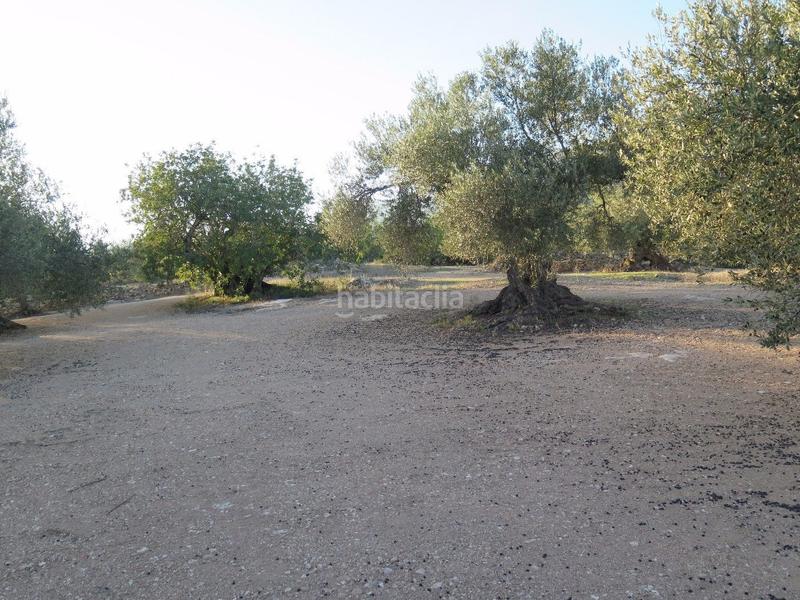 Foto b03d3140-6c23-4764-b6c6-04e19e29945c. Terreny residencial a Xerta Foto b03d3140-6c23-4764-b6c6-04e19e29945c. Terreny residencial a Xerta