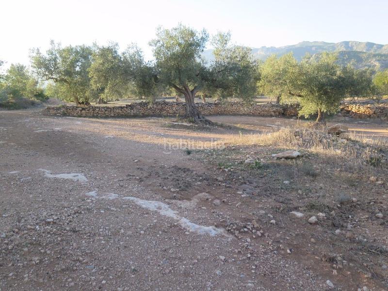Foto b5d3e162-3c3f-4128-9085-b3ee021c92db. Terreny residencial a Xerta Foto b5d3e162-3c3f-4128-9085-b3ee021c92db. Terreny residencial a Xerta