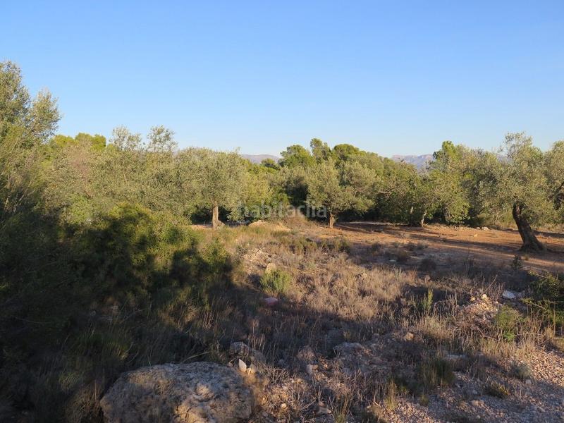Foto cf272509-47cb-4885-97c3-ad8c9f1e2c59. Terreny residencial a Xerta Foto cf272509-47cb-4885-97c3-ad8c9f1e2c59. Terreny residencial a Xerta