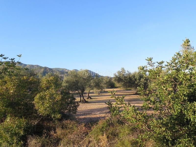 Foto ebf9fc57-c275-43d4-9e00-a57e222ce8ff. Terreny residencial a Xerta Foto ebf9fc57-c275-43d4-9e00-a57e222ce8ff. Terreny residencial a Xerta