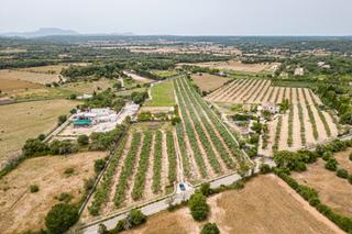 Residential Plot in Carrer major 13. Terreno edificable con proyecto y licencia de obras en costitx Residential Plot in Carrer major 13. Terreno edificable con proyecto y licencia de obras en costitx