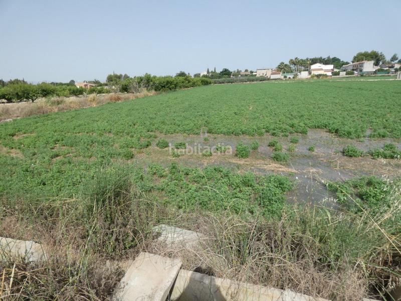 Foto c0ddb814-8a90-4f28-8eab-5dd2f680cdbb. Fondo rustico in Alguazas Foto c0ddb814-8a90-4f28-8eab-5dd2f680cdbb. Fondo rustico in Alguazas