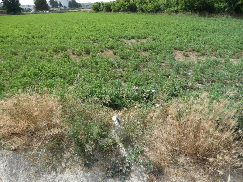 Foto e100b196-9061-4b99-9009-64c8e61e55fb. Fondo rustico in Alguazas Foto e100b196-9061-4b99-9009-64c8e61e55fb. Fondo rustico in Alguazas