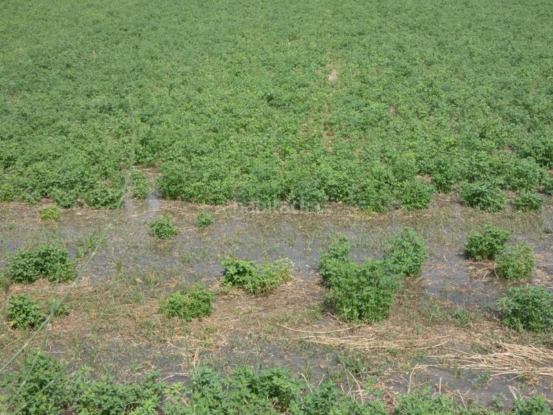 Foto f2364c72-1624-4bb1-b209-40d3e55cb308. Fondo rustico in Alguazas Foto f2364c72-1624-4bb1-b209-40d3e55cb308. Fondo rustico in Alguazas