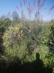 Finca rústica a Estación - Universidad Finca rústica a Estación - Universidad