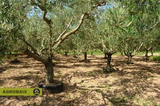 Rural plot in Santa Coloma de Cervelló. Un verdadero oasis Rural plot in Santa Coloma de Cervelló. Un verdadero oasis