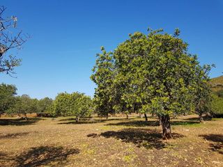 Terrain résidentiel à 16 4. Finca rustica en venta en capdepera Terrain résidentiel à 16 4. Finca rustica en venta en capdepera