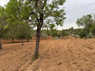 Rural plot in Camino camí vell de porreres 2. Parcela rústica en porreres con casita de aperos y aljibe Rural plot in Camino camí vell de porreres 2. Parcela rústica en porreres con casita de aperos y aljibe