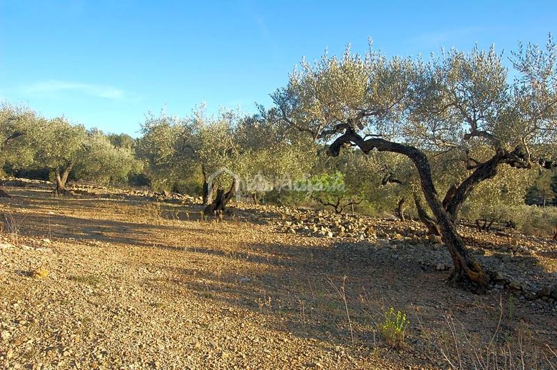 Foto 03b7fb4a-29ed-4052-9676-349e5c99bb15. Finca rústica a Perelló (El) Foto 03b7fb4a-29ed-4052-9676-349e5c99bb15. Finca rústica a Perelló (El)