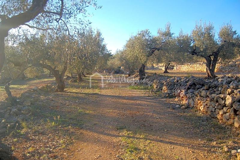 Foto 3c0143ed-c36e-47ab-99d8-a8e55135d7c1. Finca rústica a Perelló (El) Foto 3c0143ed-c36e-47ab-99d8-a8e55135d7c1. Finca rústica a Perelló (El)