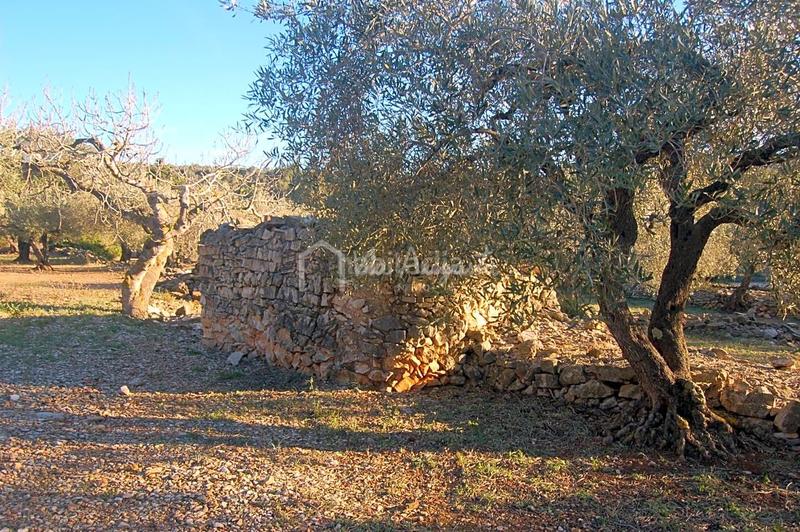Foto f709b16c-87e5-4ea9-aed6-ff2af0a41593. Finca rústica a Perelló (El) Foto f709b16c-87e5-4ea9-aed6-ff2af0a41593. Finca rústica a Perelló (El)