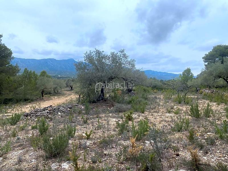 Foto 258d1dbd-531d-4af4-98c0-f1e2d58f41bc. Landgut in L´Ametlla de Mar Ametlla de Mar (L´) Foto 258d1dbd-531d-4af4-98c0-f1e2d58f41bc. Landgut in L´Ametlla de Mar Ametlla de Mar (L´)