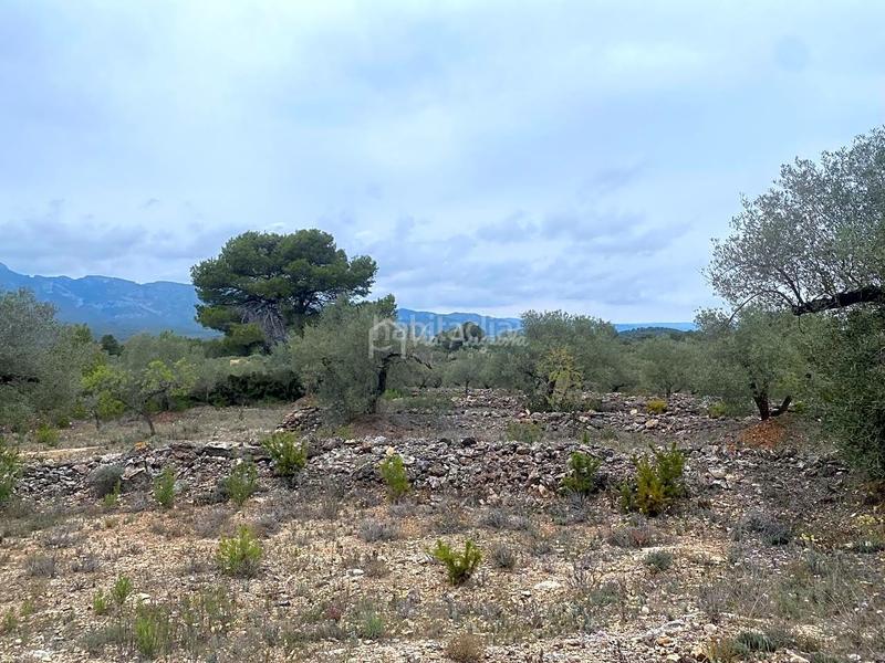 Foto 450a7242-0c3b-4520-8477-b7a1664825e3. Landgut in L´Ametlla de Mar Ametlla de Mar (L´) Foto 450a7242-0c3b-4520-8477-b7a1664825e3. Landgut in L´Ametlla de Mar Ametlla de Mar (L´)