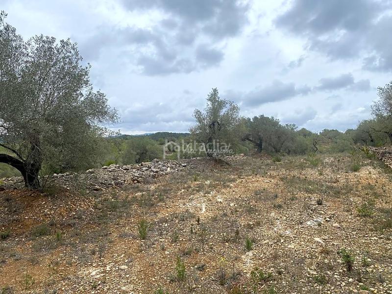 Foto df767a28-b67a-4e6d-9911-b14ff6f48a92. Landgut in L´Ametlla de Mar Ametlla de Mar (L´) Foto df767a28-b67a-4e6d-9911-b14ff6f48a92. Landgut in L´Ametlla de Mar Ametlla de Mar (L´)