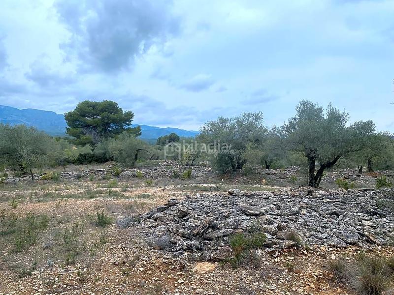 Foto 35b2e3e8-19b5-4463-9759-1cd14b8f1b27. Finca rústica a L´Ametlla de Mar Ametlla de Mar (L´) Foto 35b2e3e8-19b5-4463-9759-1cd14b8f1b27. Finca rústica a L´Ametlla de Mar Ametlla de Mar (L´)