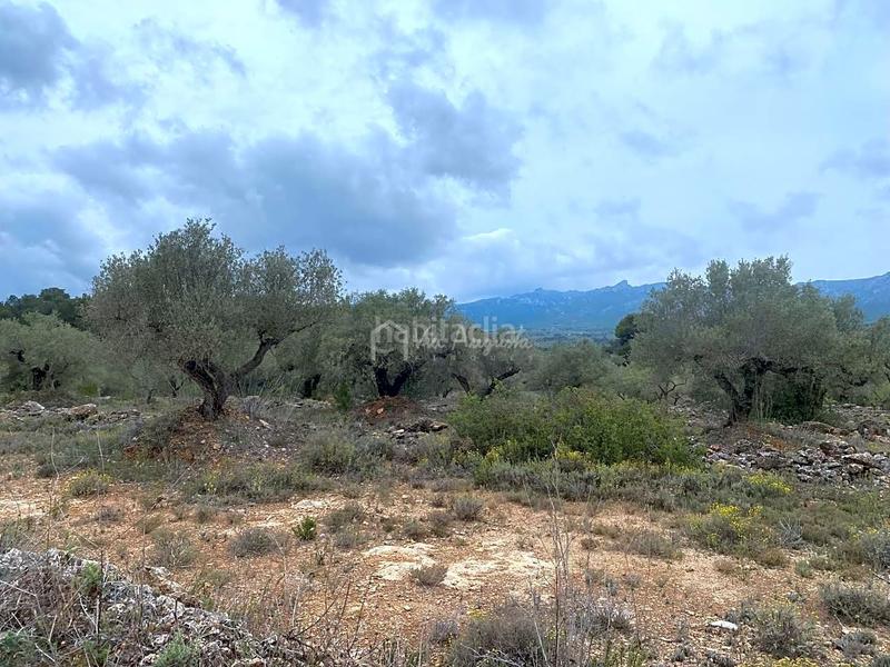 Foto b4f0e1c8-93ab-4538-9c99-990070a30781. Finca rústica a L´Ametlla de Mar Ametlla de Mar (L´) Foto b4f0e1c8-93ab-4538-9c99-990070a30781. Finca rústica a L´Ametlla de Mar Ametlla de Mar (L´)