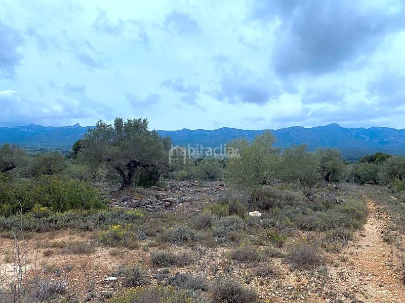 Foto b7639cc4-ade5-4e38-b714-04cd7e66ea7f. Finca rústica a L´Ametlla de Mar Ametlla de Mar (L´) Foto b7639cc4-ade5-4e38-b714-04cd7e66ea7f. Finca rústica a L´Ametlla de Mar Ametlla de Mar (L´)