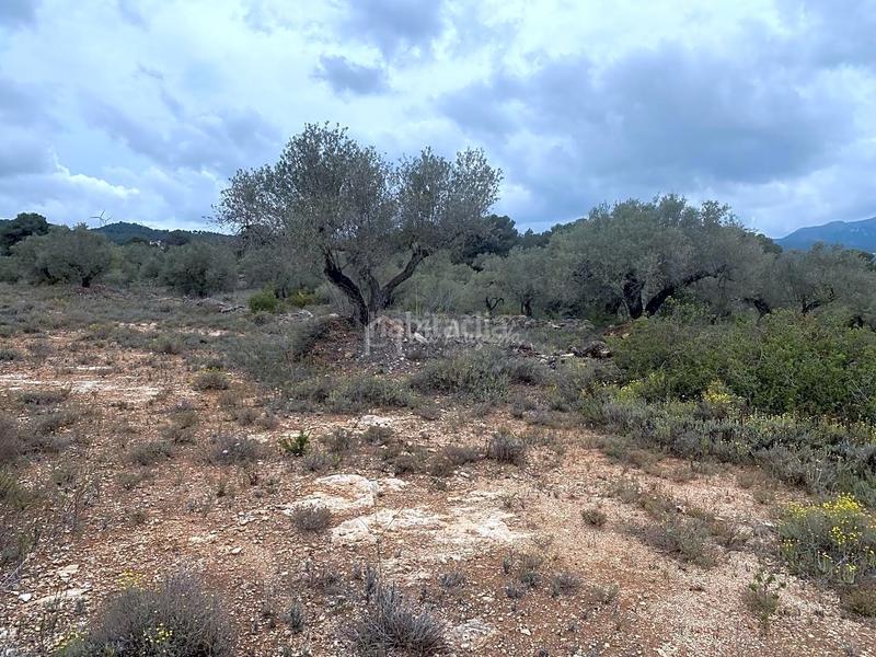 Foto f2deed3e-0c5f-464b-be04-c286923a9716. Finca rústica en L´Ametlla de Mar Ametlla de Mar (L´) Foto f2deed3e-0c5f-464b-be04-c286923a9716. Finca rústica en L´Ametlla de Mar Ametlla de Mar (L´)