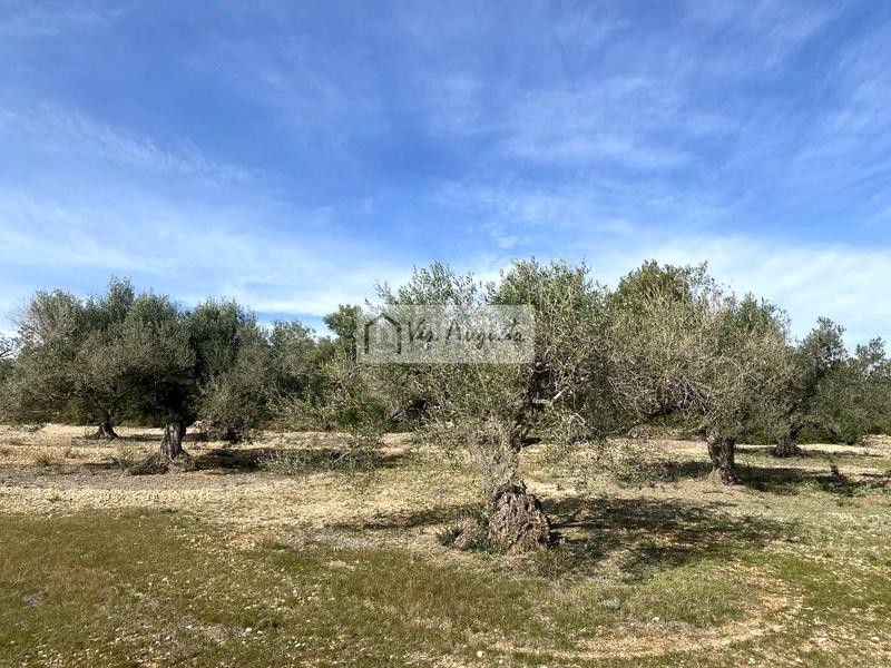 Foto 8bc6189f-02ea-48e6-aefa-93177f5daa9e. Finca rústica en Perelló (El) Foto 8bc6189f-02ea-48e6-aefa-93177f5daa9e. Finca rústica en Perelló (El)