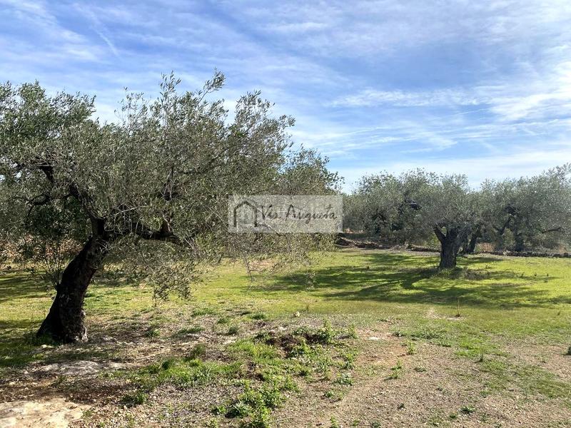 Foto dc99b5aa-0a89-4e69-9f95-d30c36d84603. Finca rústica en Perelló (El) Foto dc99b5aa-0a89-4e69-9f95-d30c36d84603. Finca rústica en Perelló (El)