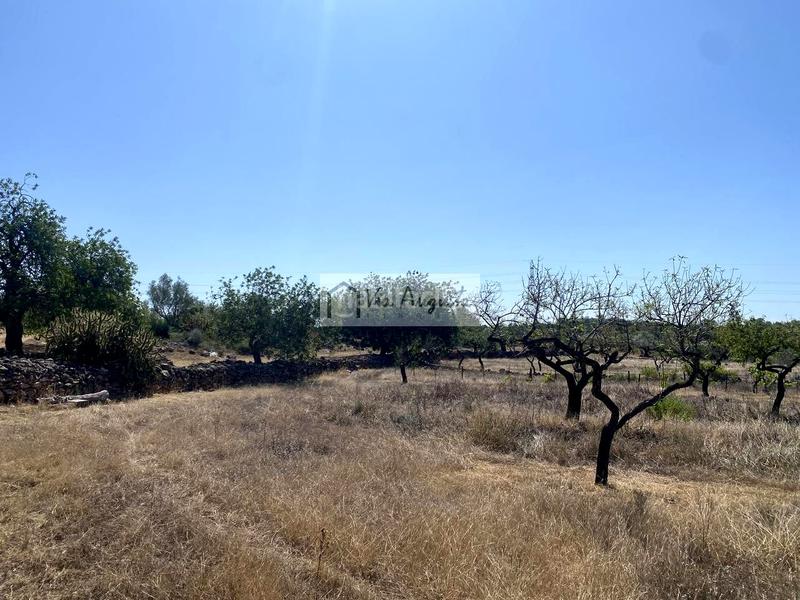 Foto 37b61fac-b23b-4288-a88b-afdcb4dc8558. Fondo rustico in L´Ametlla de Mar Ametlla de Mar (L´) Foto 37b61fac-b23b-4288-a88b-afdcb4dc8558. Fondo rustico in L´Ametlla de Mar Ametlla de Mar (L´)