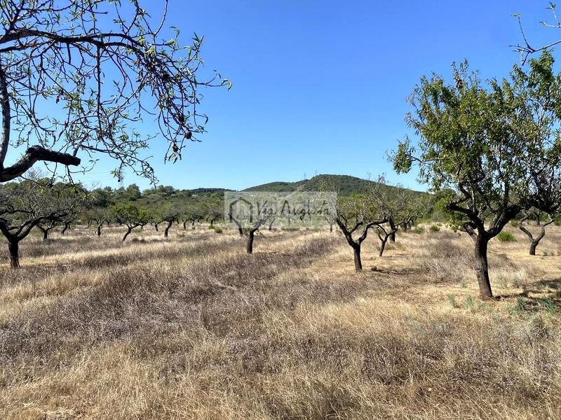 Foto 61377d3d-3bed-40a2-90bd-c4a07f139642. Fondo rustico in L´Ametlla de Mar Ametlla de Mar (L´) Foto 61377d3d-3bed-40a2-90bd-c4a07f139642. Fondo rustico in L´Ametlla de Mar Ametlla de Mar (L´)