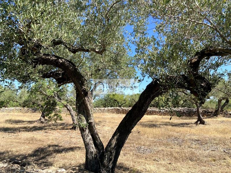 Foto cc87528c-dd74-4dc7-b768-9e1271634b67. Fondo rustico in L´Ametlla de Mar Ametlla de Mar (L´) Foto cc87528c-dd74-4dc7-b768-9e1271634b67. Fondo rustico in L´Ametlla de Mar Ametlla de Mar (L´)