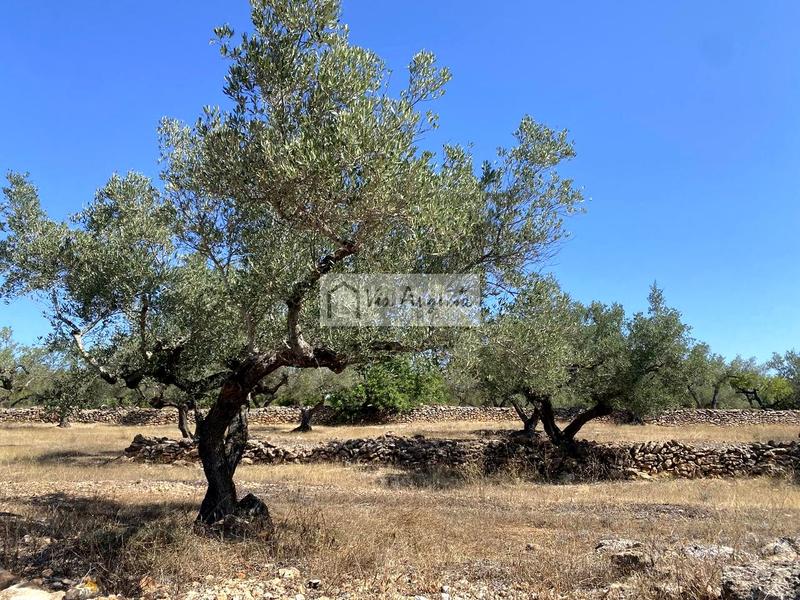 Foto 640355d5-d041-4781-8b1c-fde73b463c5a. Propriété dans L´Ametlla de Mar Ametlla de Mar (L´) Foto 640355d5-d041-4781-8b1c-fde73b463c5a. Propriété dans L´Ametlla de Mar Ametlla de Mar (L´)