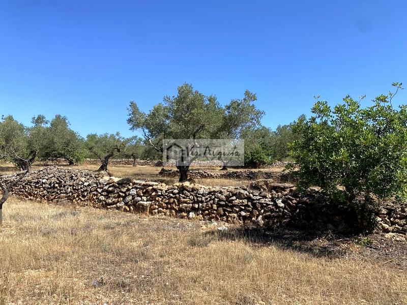 Foto 82eceac5-d8f6-43be-bd46-0282a6861222. Finca rústica en L´Ametlla de Mar Ametlla de Mar (L´) Foto 82eceac5-d8f6-43be-bd46-0282a6861222. Finca rústica en L´Ametlla de Mar Ametlla de Mar (L´)