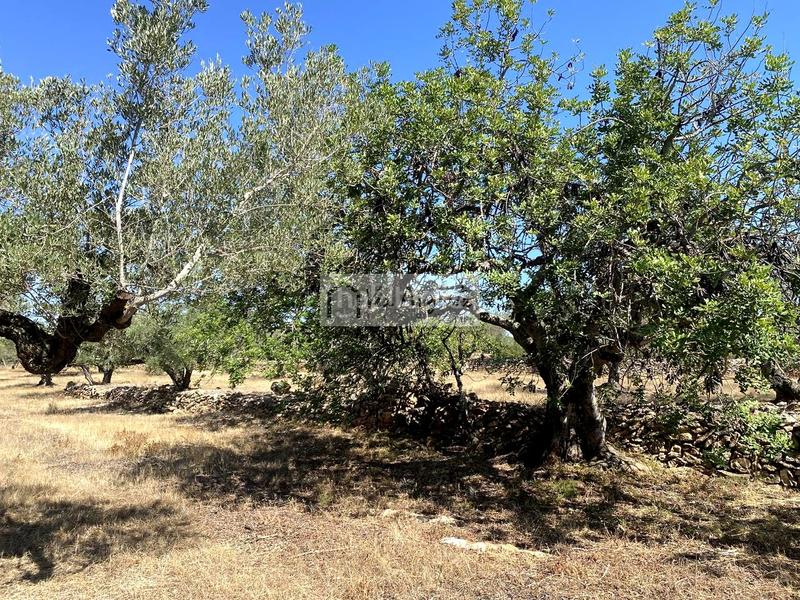 Foto 94c40fa7-56b9-41ba-b571-f7c3978e8888. Finca rústica en L´Ametlla de Mar Ametlla de Mar (L´) Foto 94c40fa7-56b9-41ba-b571-f7c3978e8888. Finca rústica en L´Ametlla de Mar Ametlla de Mar (L´)