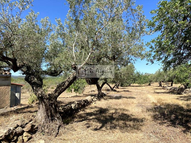 Foto a40e382e-feaa-432b-9da0-a2570e14673b. Finca rústica en L´Ametlla de Mar Ametlla de Mar (L´) Foto a40e382e-feaa-432b-9da0-a2570e14673b. Finca rústica en L´Ametlla de Mar Ametlla de Mar (L´)