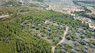 Finca rústica a Plaza país valencia 5. Finca rústica de pinos, olivos y maleza Finca rústica a Plaza país valencia 5. Finca rústica de pinos, olivos y maleza