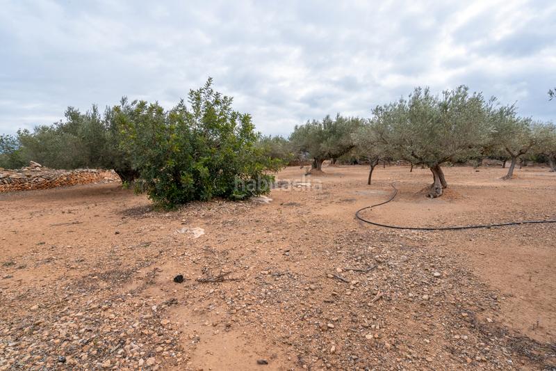 Foto 26543375-6628-4817-ad4e-0235b4f4c328. Finca rústica a vial camino 108 a Aldover Foto 26543375-6628-4817-ad4e-0235b4f4c328. Finca rústica a vial camino 108 a Aldover
