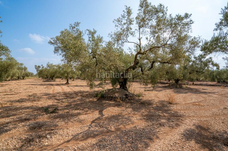 Foto aa67ab55-3075-462c-8ae0-c5896c155422. Finca rústica a Ulldecona Foto aa67ab55-3075-462c-8ae0-c5896c155422. Finca rústica a Ulldecona