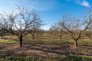 Rural plot in Tp-3311 3c. Finca de almendros en producción Rural plot in Tp-3311 3c. Finca de almendros en producción