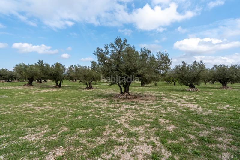 Foto e6e44a09-ea87-4a5b-9dfa-53fb2c097bbb. Finca rústica a n/a a Roquetes Foto e6e44a09-ea87-4a5b-9dfa-53fb2c097bbb. Finca rústica a n/a a Roquetes