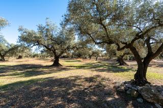 Finca rústica  Carrer del barranc 10. Finca rústica de olivos sin edificación Finca rústica  Carrer del barranc 10. Finca rústica de olivos sin edificación