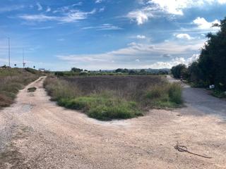 Finca rústica en Almoradí. Parcela junto a carretera Finca rústica en Almoradí. Parcela junto a carretera