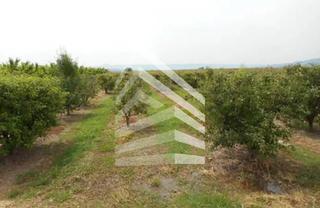Propriété  Camí de les vinyes Propriété  Camí de les vinyes