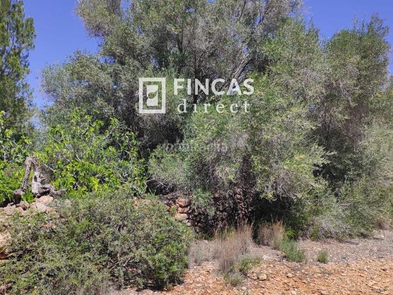Foto 8cfc87a0-ea52-4f58-82b7-d466376f6132. Finca rústica a L´Ametlla de Mar Ametlla de Mar (L´) Foto 8cfc87a0-ea52-4f58-82b7-d466376f6132. Finca rústica a L´Ametlla de Mar Ametlla de Mar (L´)