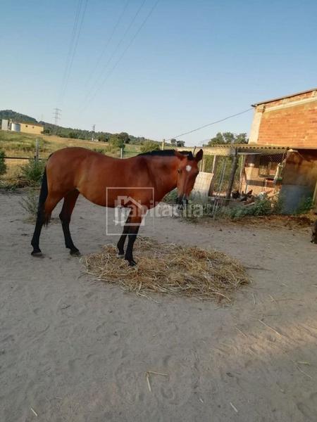 Foto f030b0b2-c2e5-47f1-ac68-44d63e49a9a8. Maison dans Mas Altaba - El Molí Maçanet de la Selva Foto f030b0b2-c2e5-47f1-ac68-44d63e49a9a8. Maison dans Mas Altaba - El Molí Maçanet de la Selva