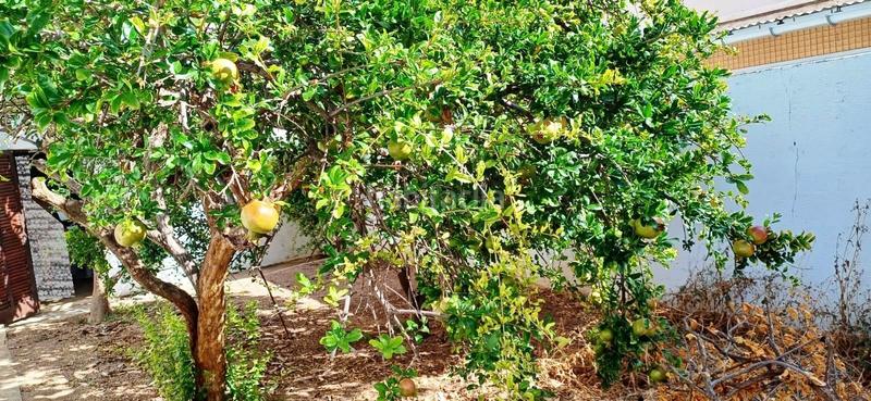 Foto 87c04a60-fe07-482b-b6f1-4c9bf2156609. Planta baja local vivienda con jardín en Son Cotoner. en Palma de Mallorca Foto 87c04a60-fe07-482b-b6f1-4c9bf2156609. Planta baja local vivienda con jardín en Son Cotoner. en Palma de Mallorca