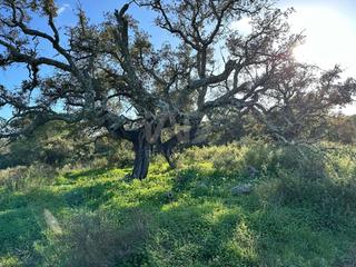 Terreny residencial a Villablanca Terreny residencial a Villablanca