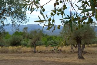 Masía en Tivissa Masía en Tivissa