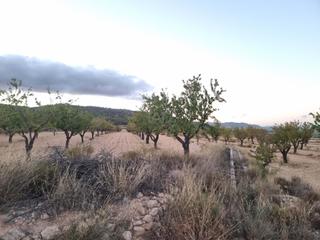 Terreny residencial a Salinas Terreny residencial a Salinas